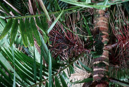 Sivun Prestoea acuminata var. montana (Graham) A. J. Hend. & Galeano kuva