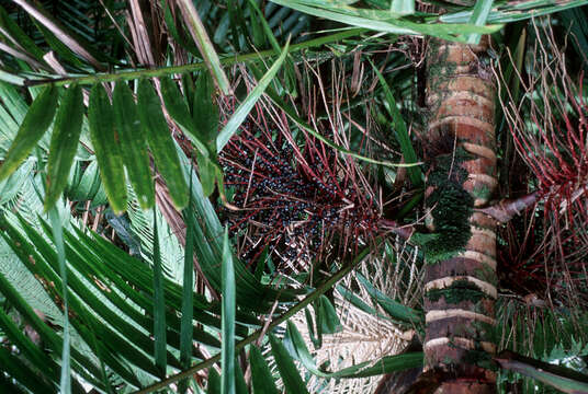 Image of Prestoea acuminata var. montana (Graham) A. J. Hend. & Galeano