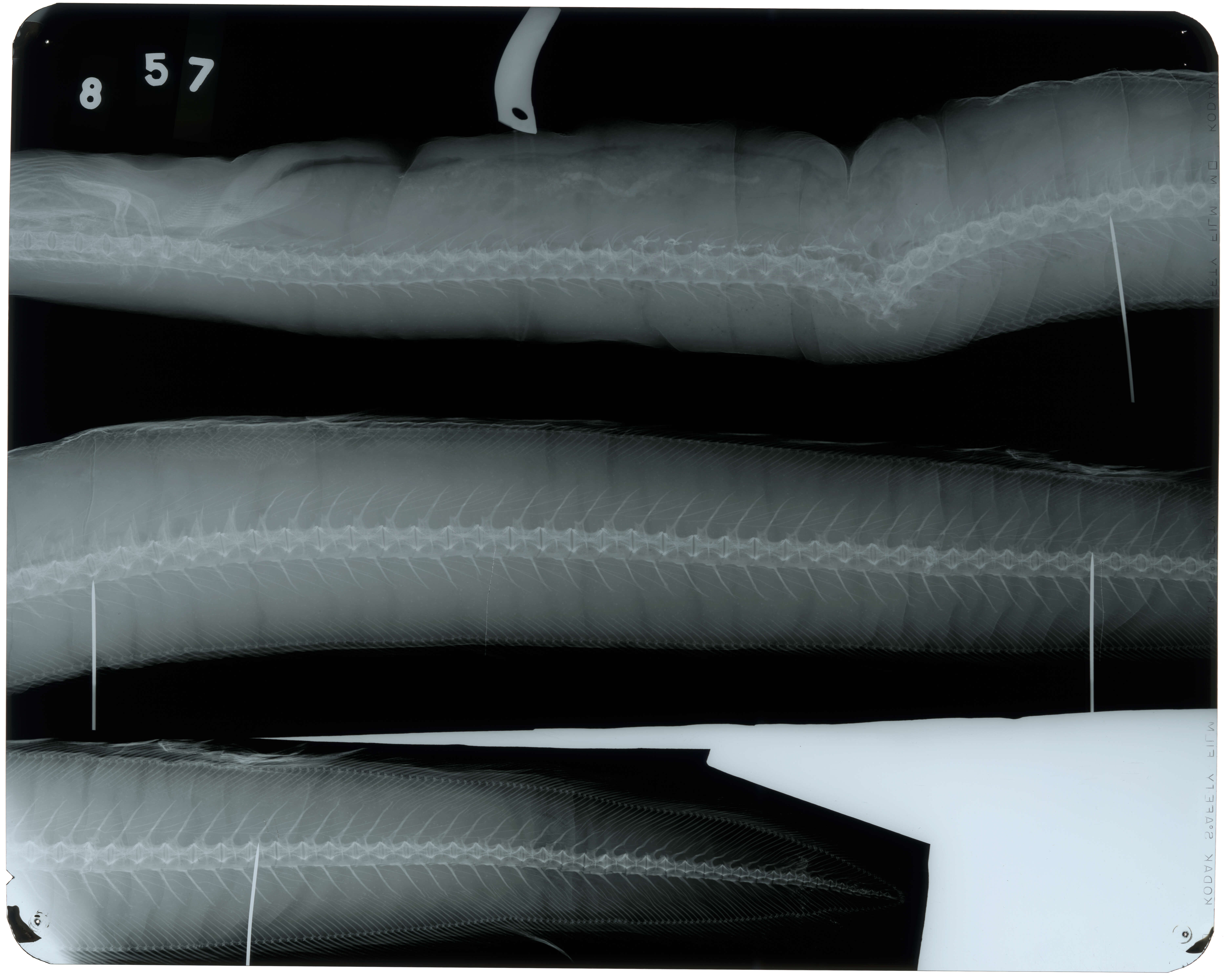 Image of American Eel