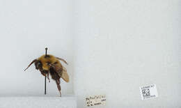 صورة Bombus bimaculatus Cresson 1864