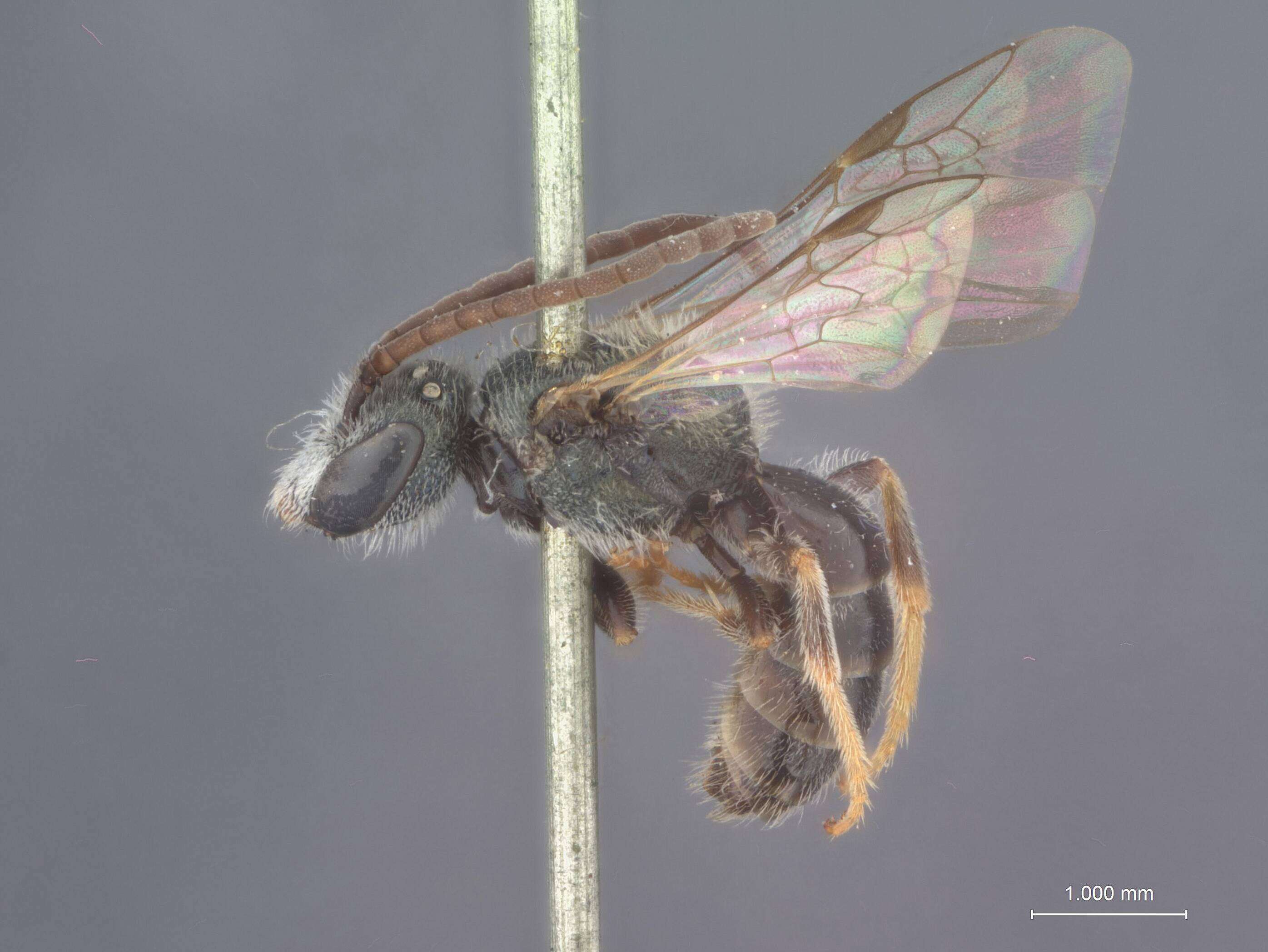 Image of Halictus