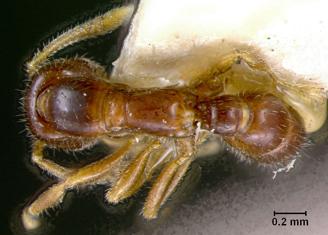 Onychomyrmex doddi Wheeler 1916的圖片