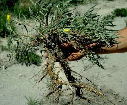 Imagem de Oenothera macrocarpa subsp. fremontii (S. Wats.) W. L. Wagner