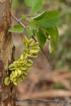 Imagem de Combretum farinosum Kunth