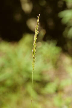 Image of Chascolytrum koelerioides (Trin.) Essi, Longhi-Wagner & Souza-Chies