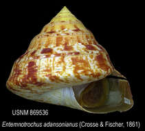 Image of Entemnotrochus P. Fischer 1885