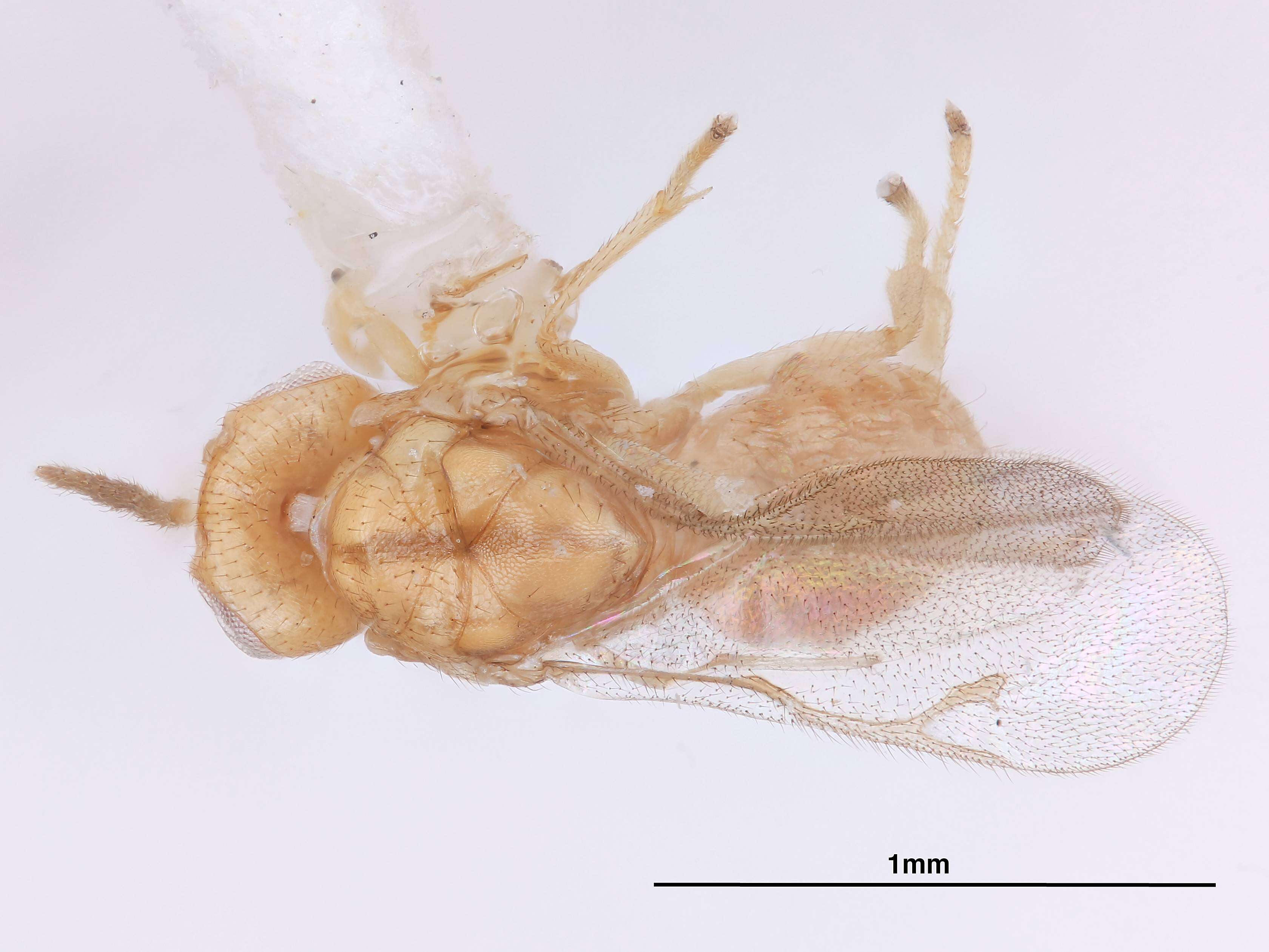 Image of Tanaostigmodes pithecellobiae La Salle 1987