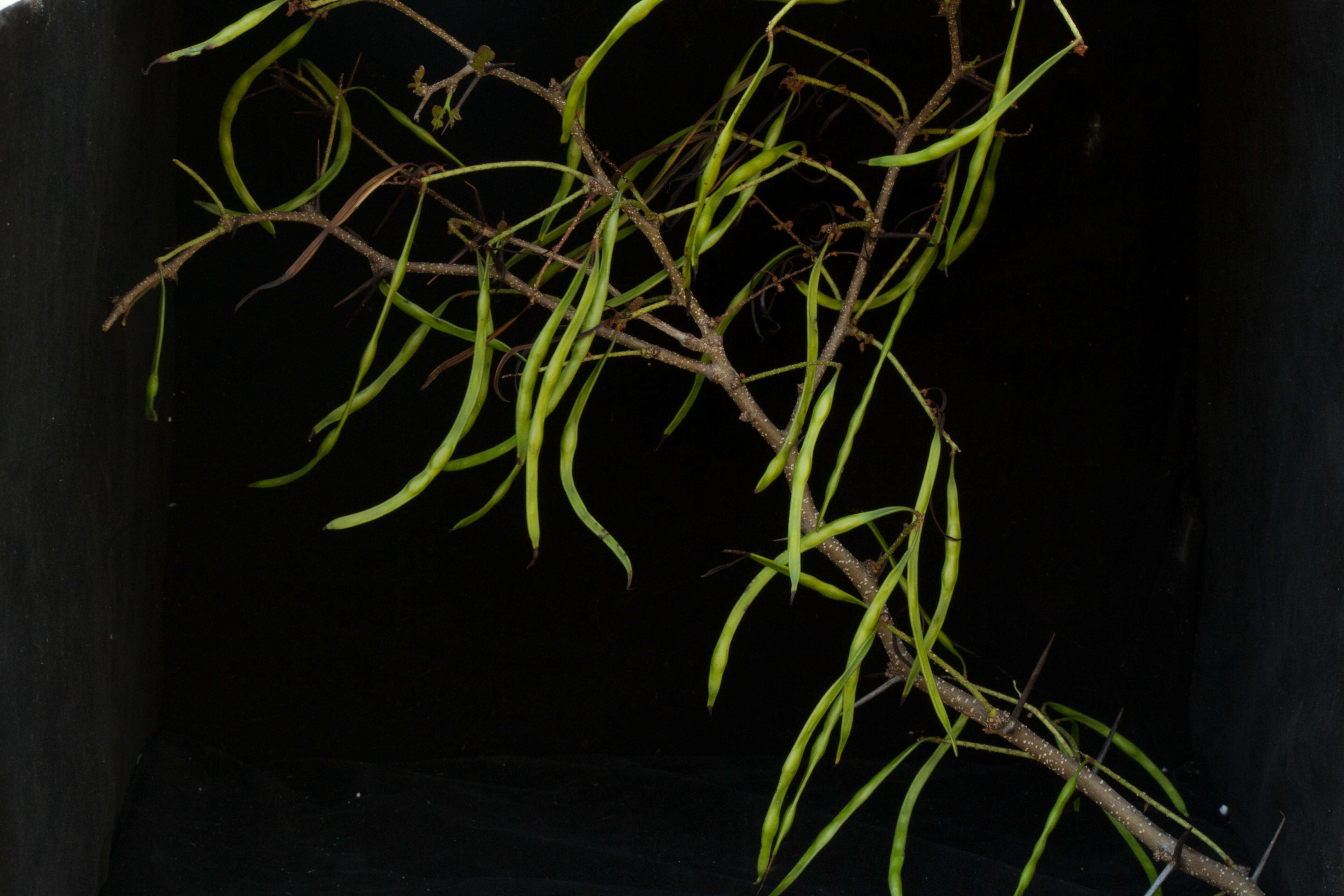 Image of Vachellia pringlei (Rose) Seigler & Ebinger