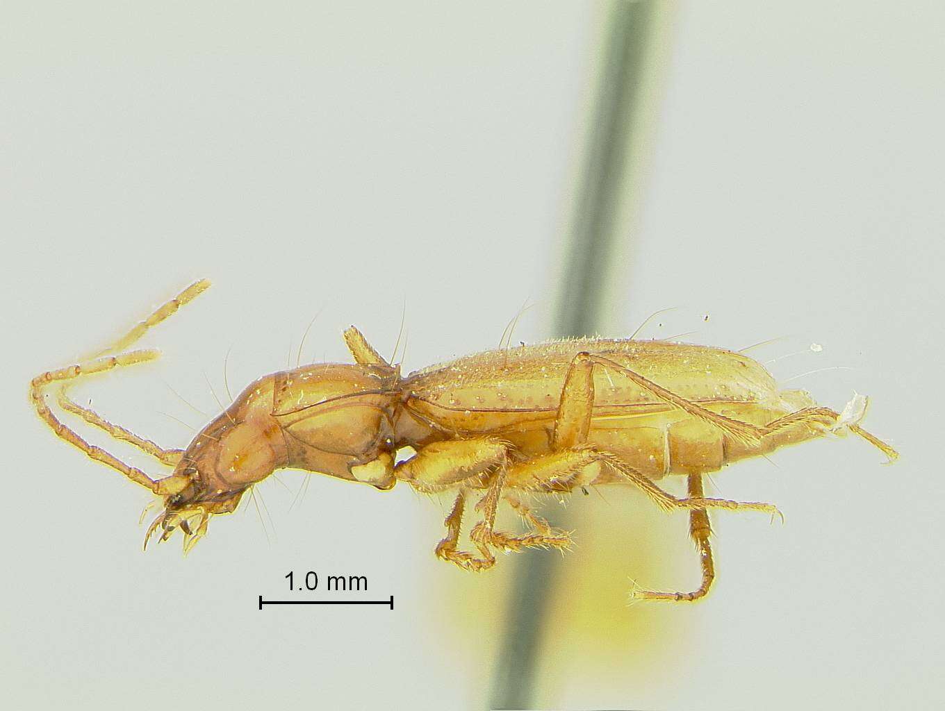 Pseudanophthalmus fuscus constrictus Valentine 1932的圖片