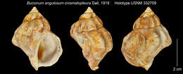 Image of Angular whelk