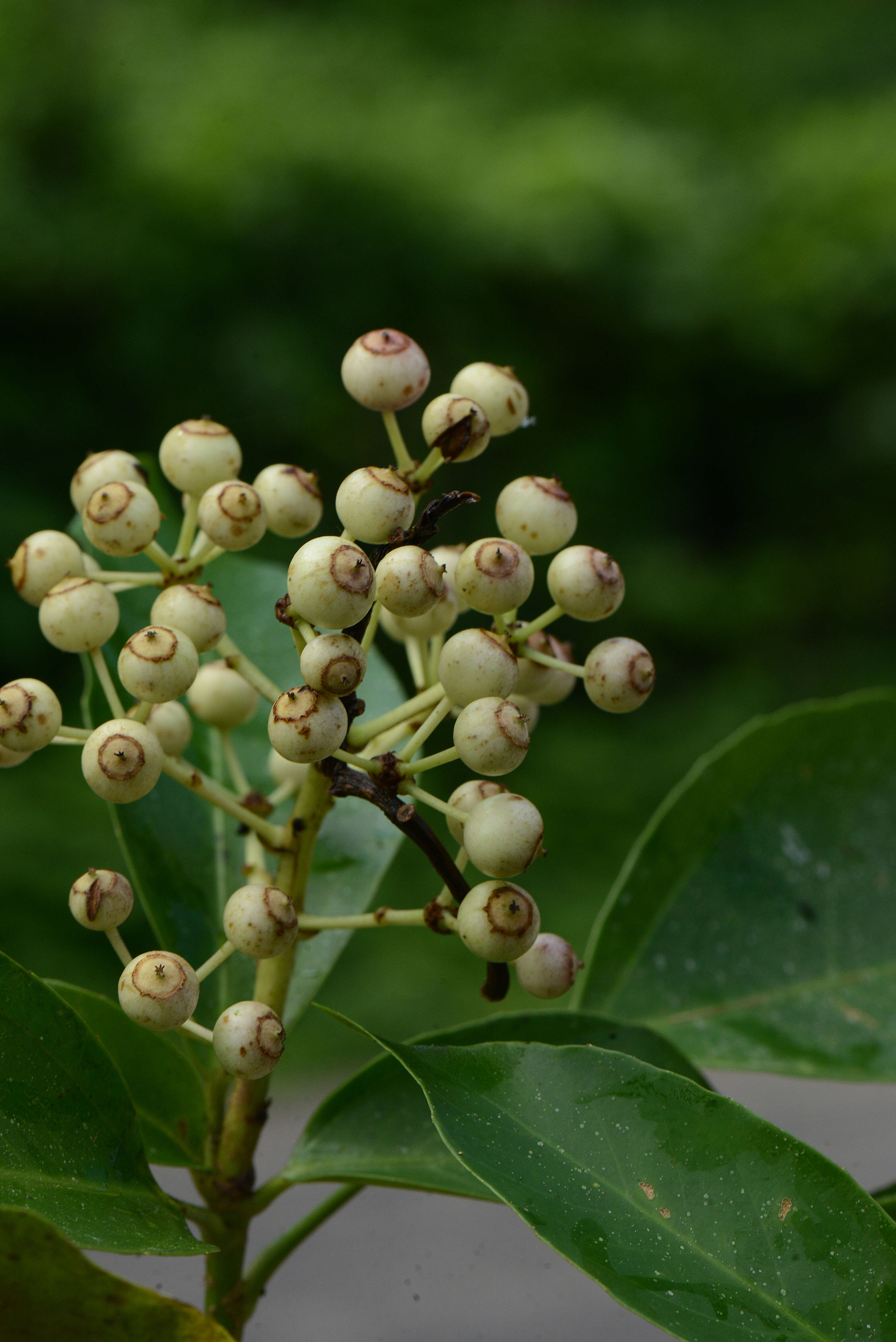 Image of Dendropanax Decne. & Planch.