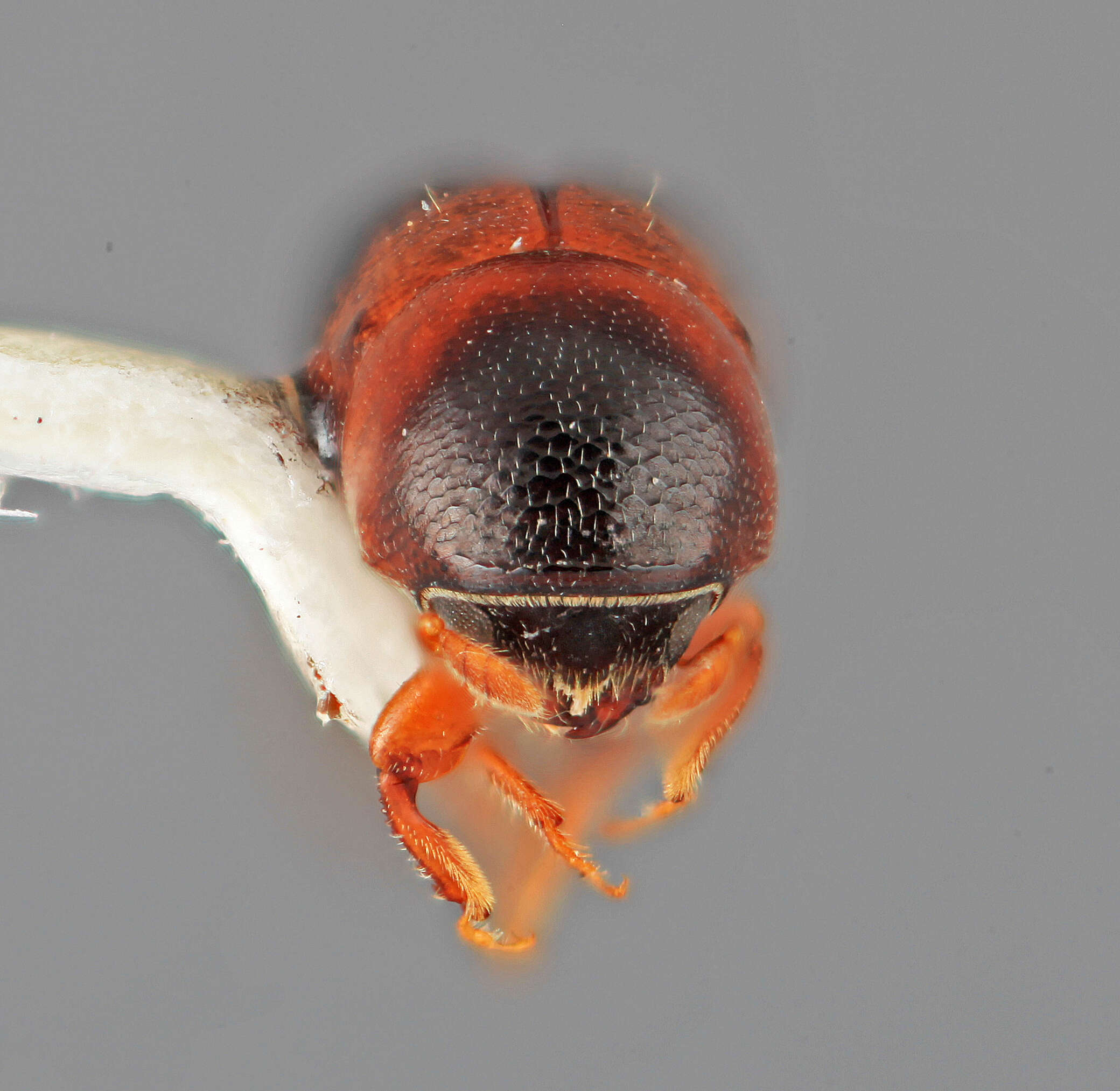 Image of Tricolus subopacus Wood 2007