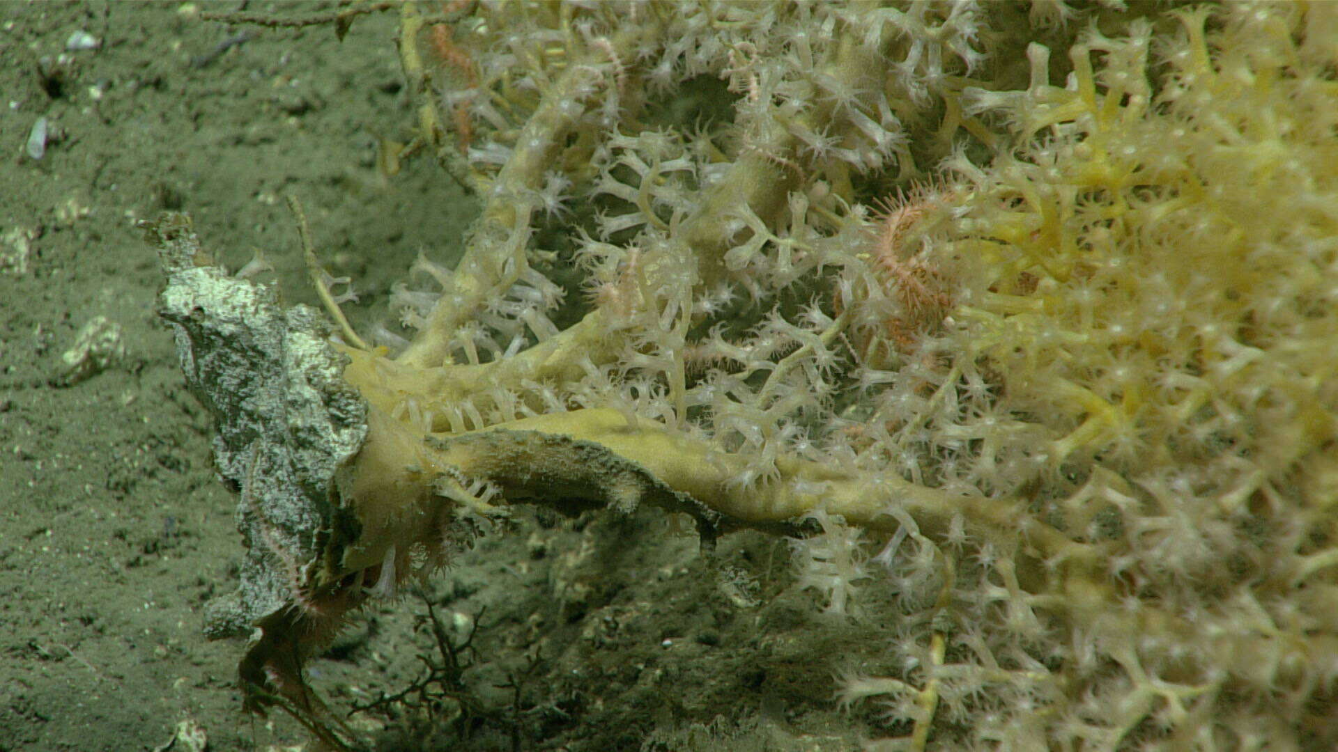 Image de corail à armure