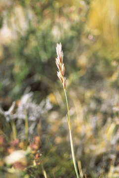 Image of Leymus erianthus (Phil.) Dubc.