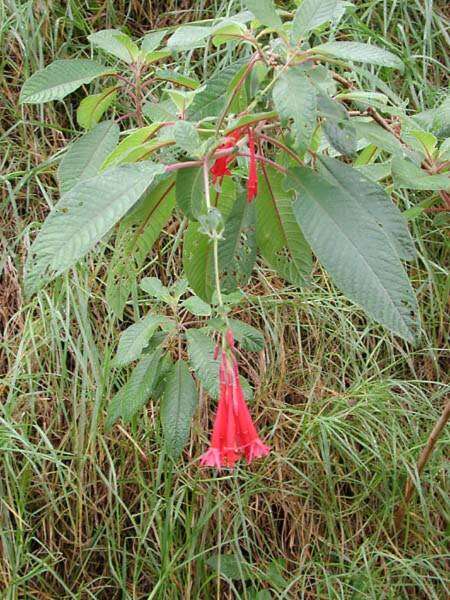 Image of Bolivian fuchsia