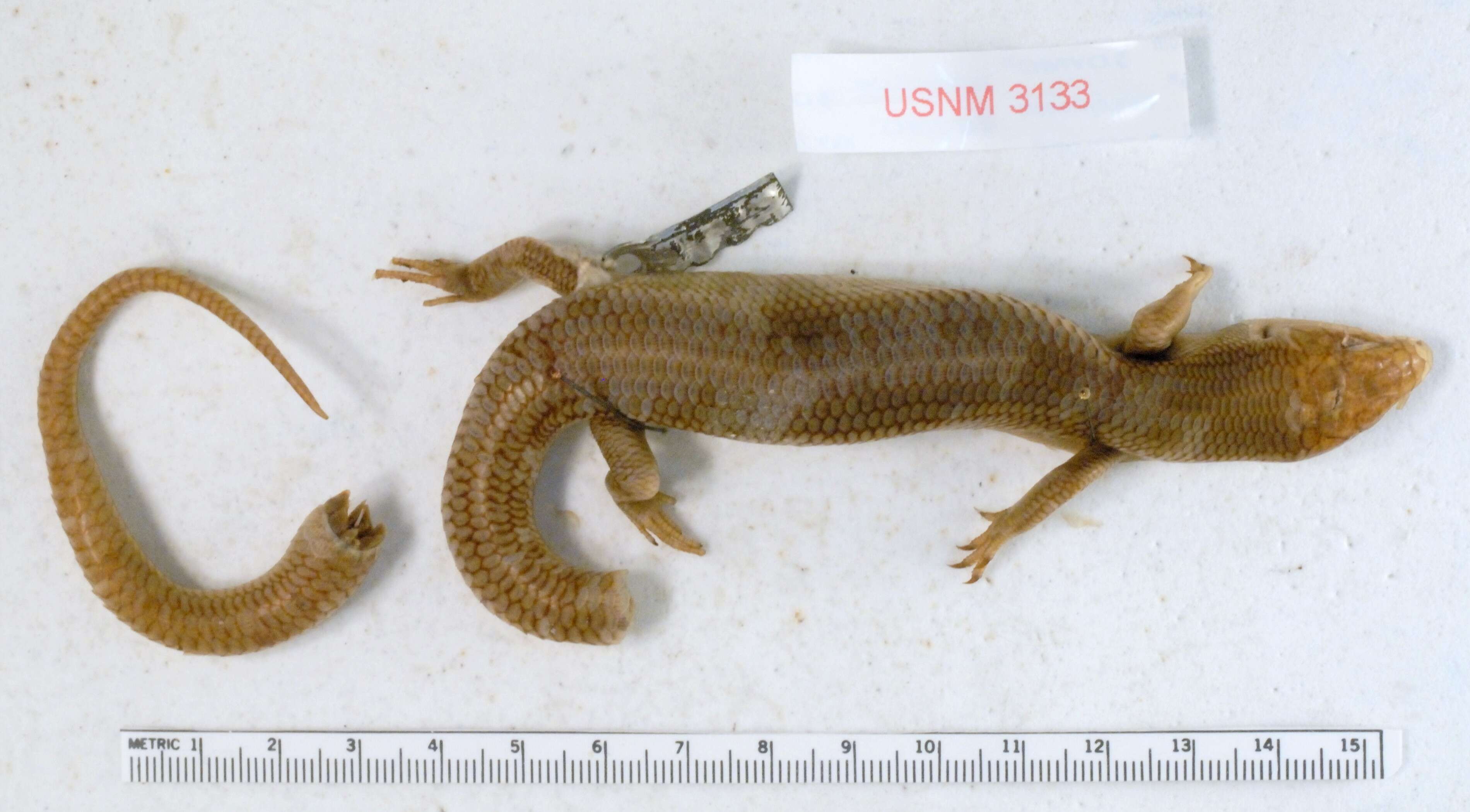 Plestiodon obsoletus Baird & Girard 1852 resmi