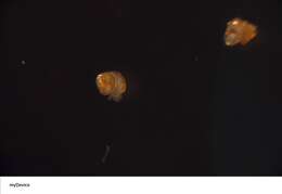 Image of Cerithiidae