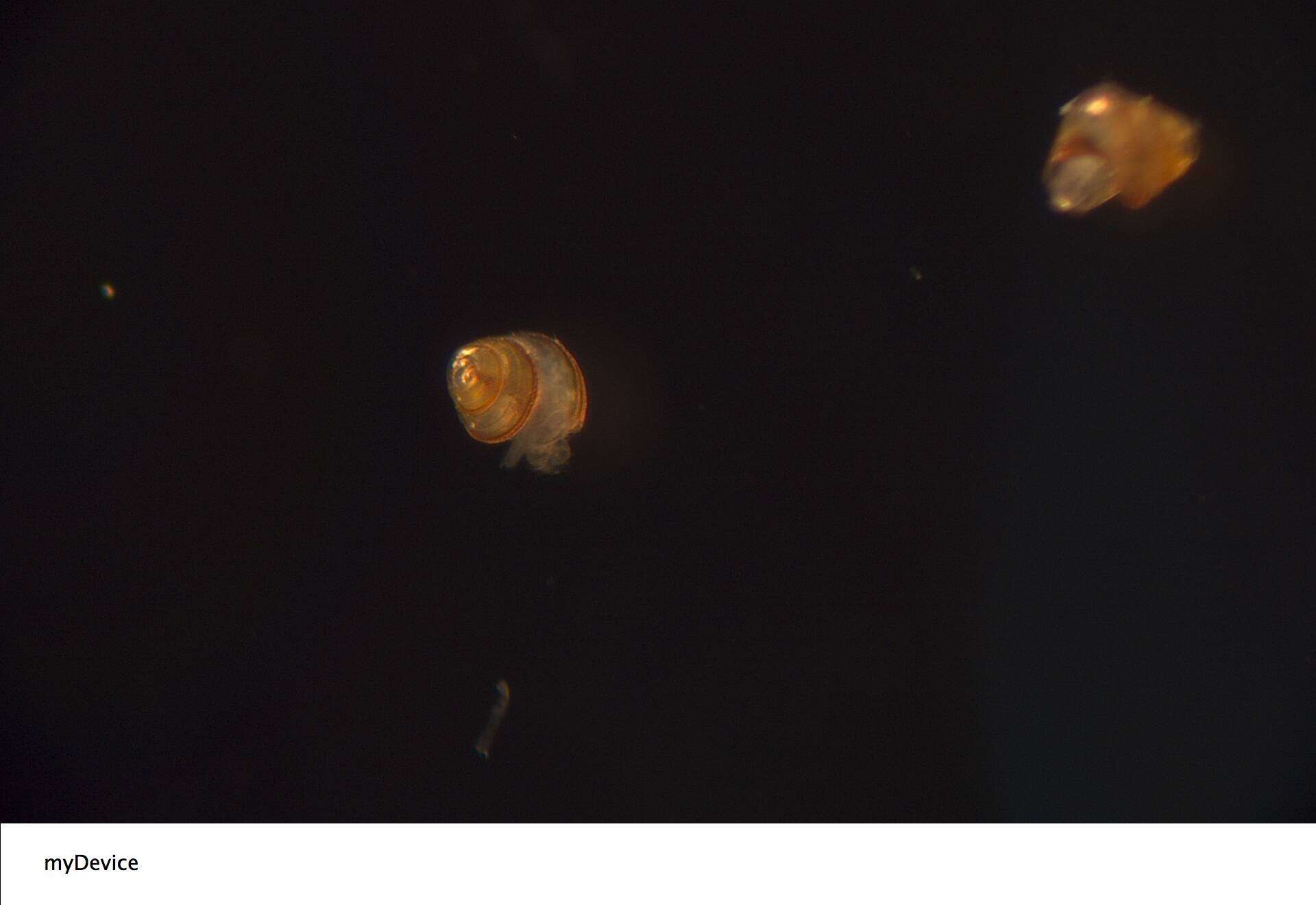 Image of Cerithiidae