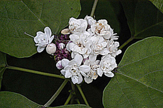 Clerodendrum chinense (Osbeck) Mabb. resmi