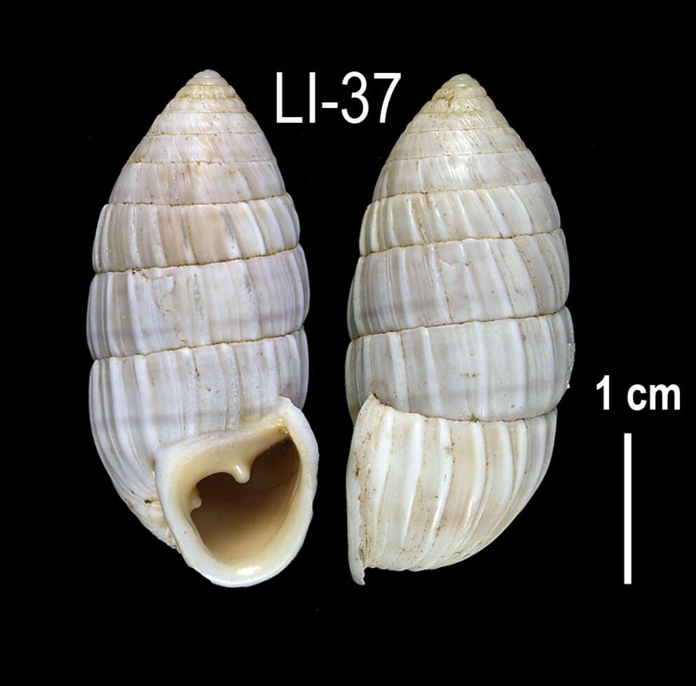 Image of <i>Cerion caerulescens</i>