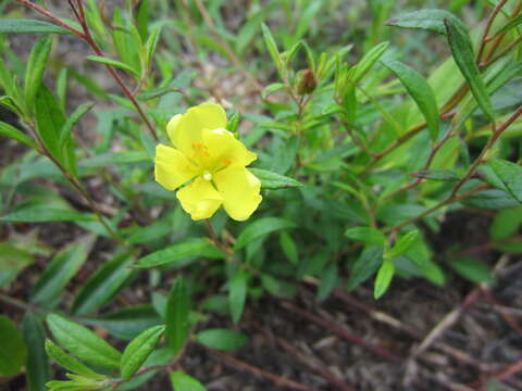 Image of longbranch frostweed