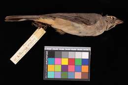 Saltator coerulescens plumbiceps Baird & SF 1867的圖片