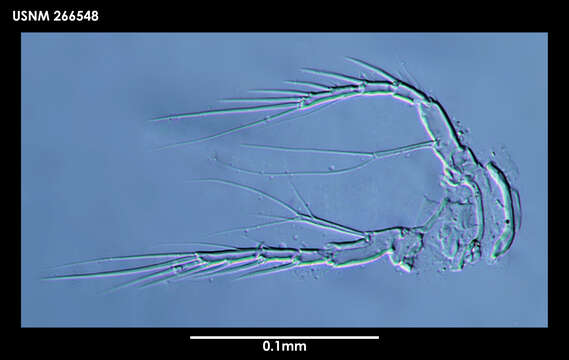 Image of Laophontodes macclintocki Schizas & Shirley 1994