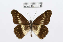 Image of Catasticta sinapina Butler 1896