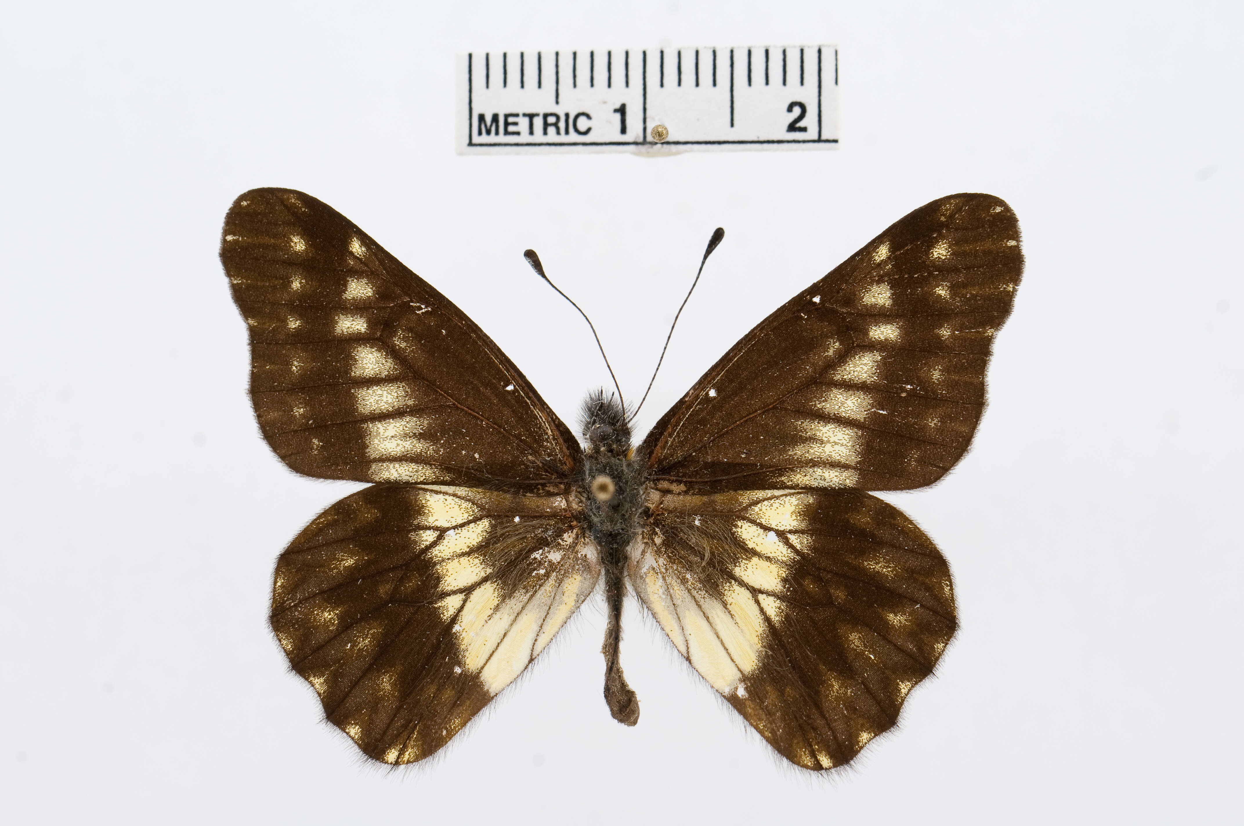 Image of Catasticta sinapina Butler 1896