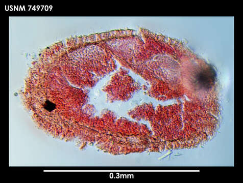 Image of Dondersia stylastericola Salvini-Plawen 1978