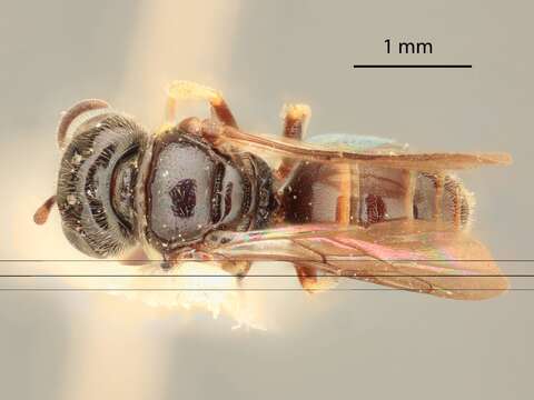 Image of Entomognathus arenivagus Krombein 1963