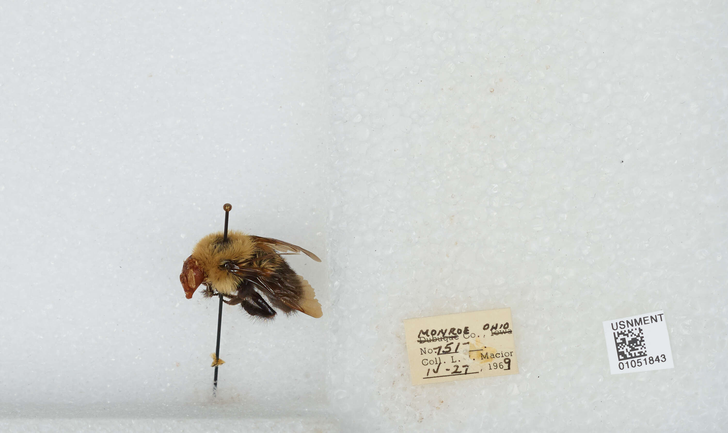 صورة Bombus bimaculatus Cresson 1864