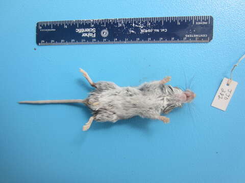 Image of White-footed Deermouse