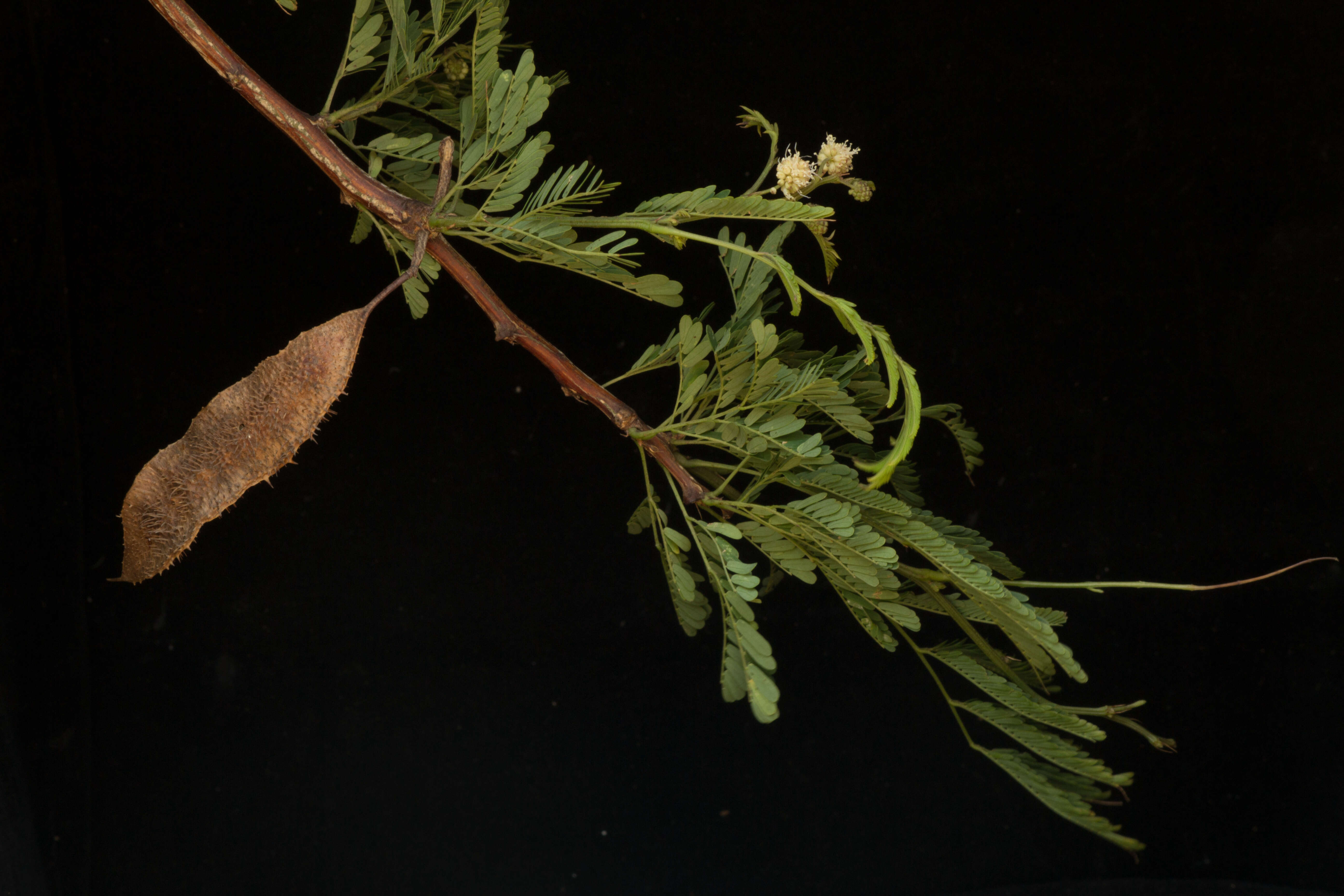 Слика од <i>Mimosa acantholoba</i> var. <i>eurycarpa</i>