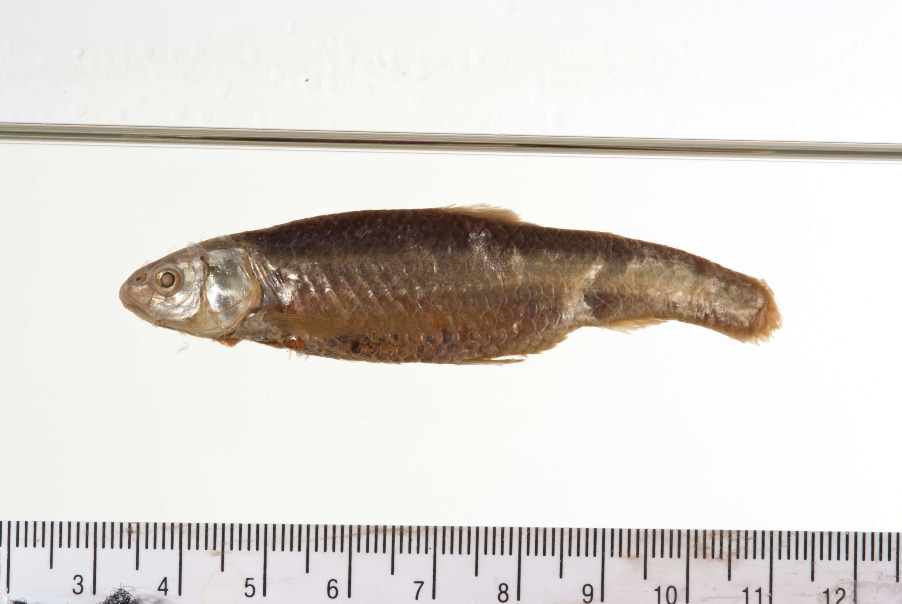 Image of Plains minnow