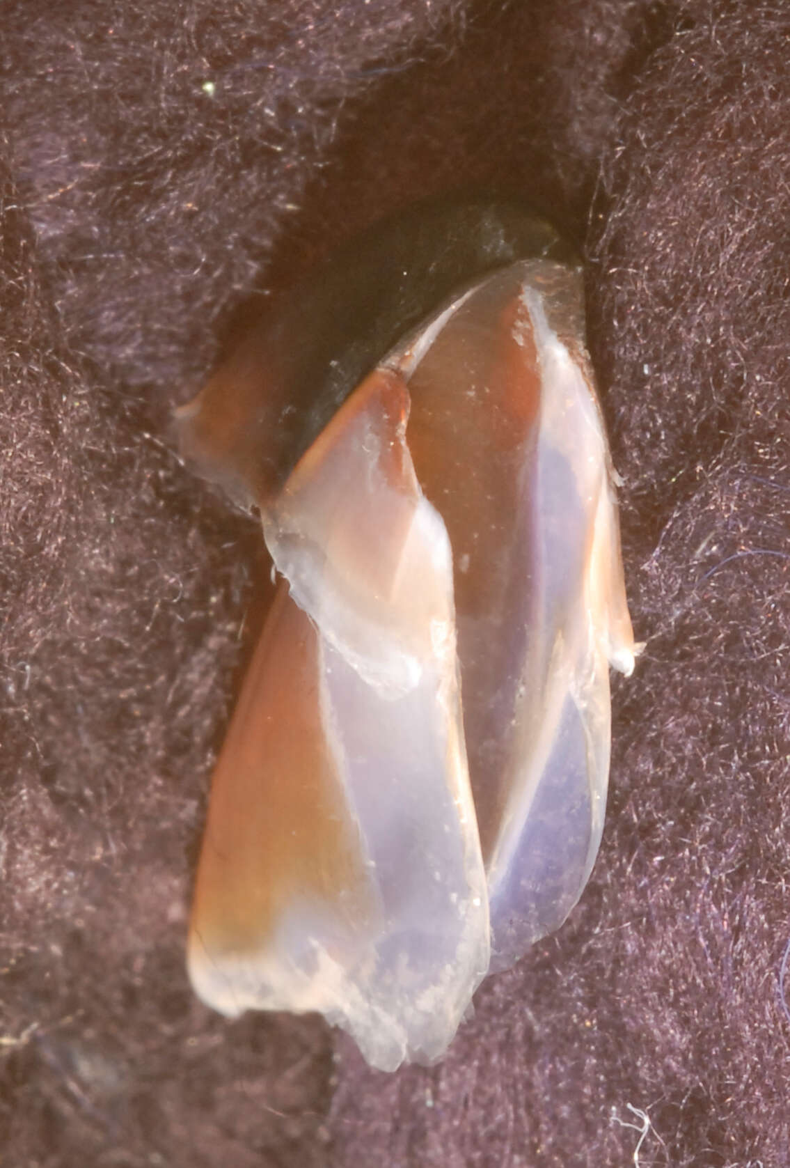 Image of Coffee bean scaled squid