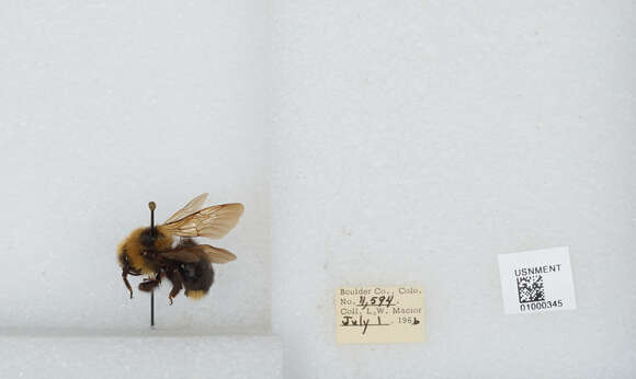 Image de Bombus insularis (Smith 1861)