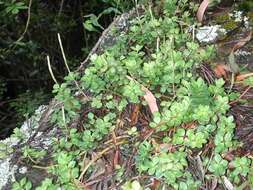 Image of Peperomia trichopus Trel.