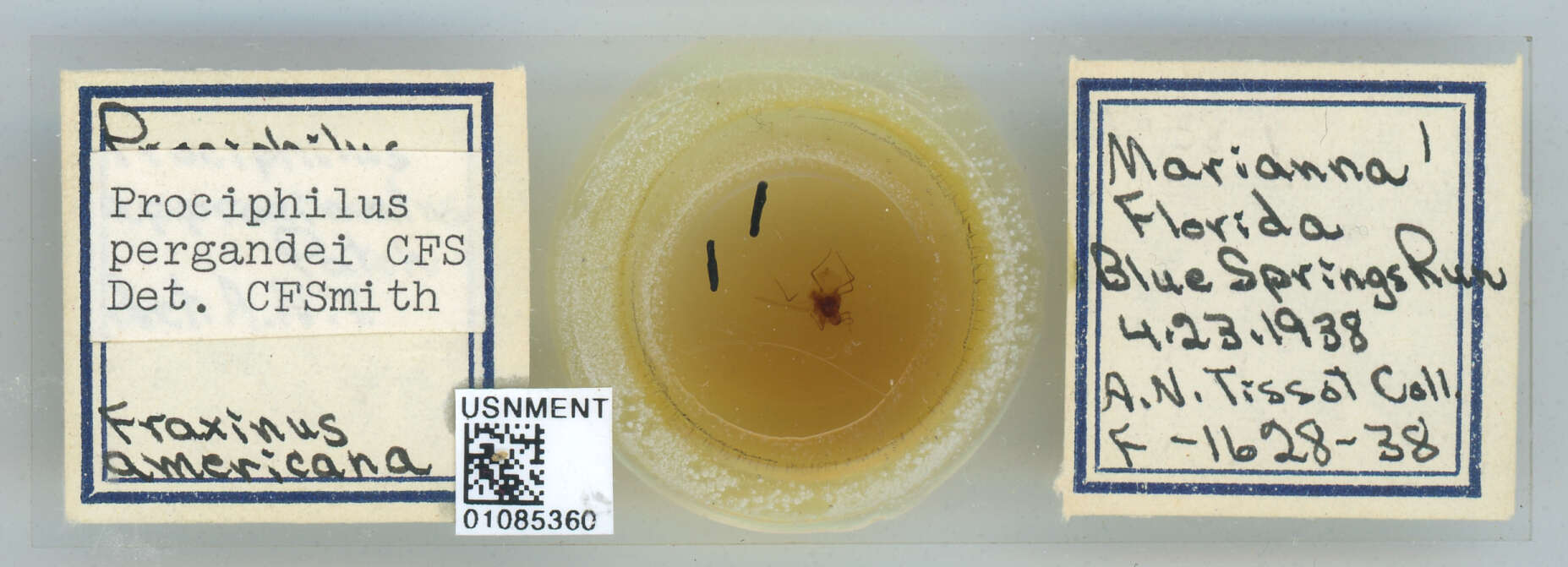 Image of Prociphilus (Prociphilus) pergandei Smith & C. F. 1974