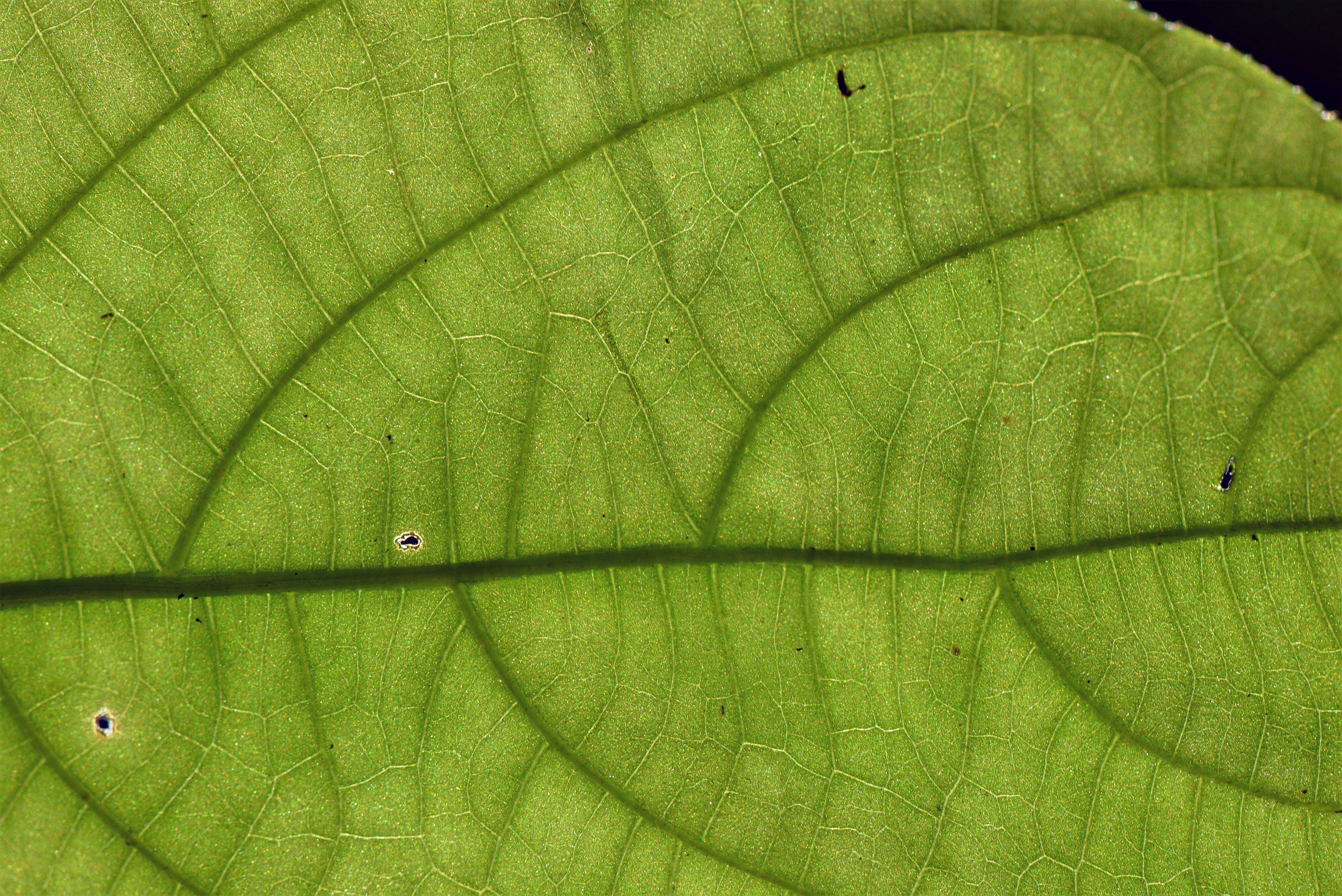 Image of Ruellia inflata Rich.