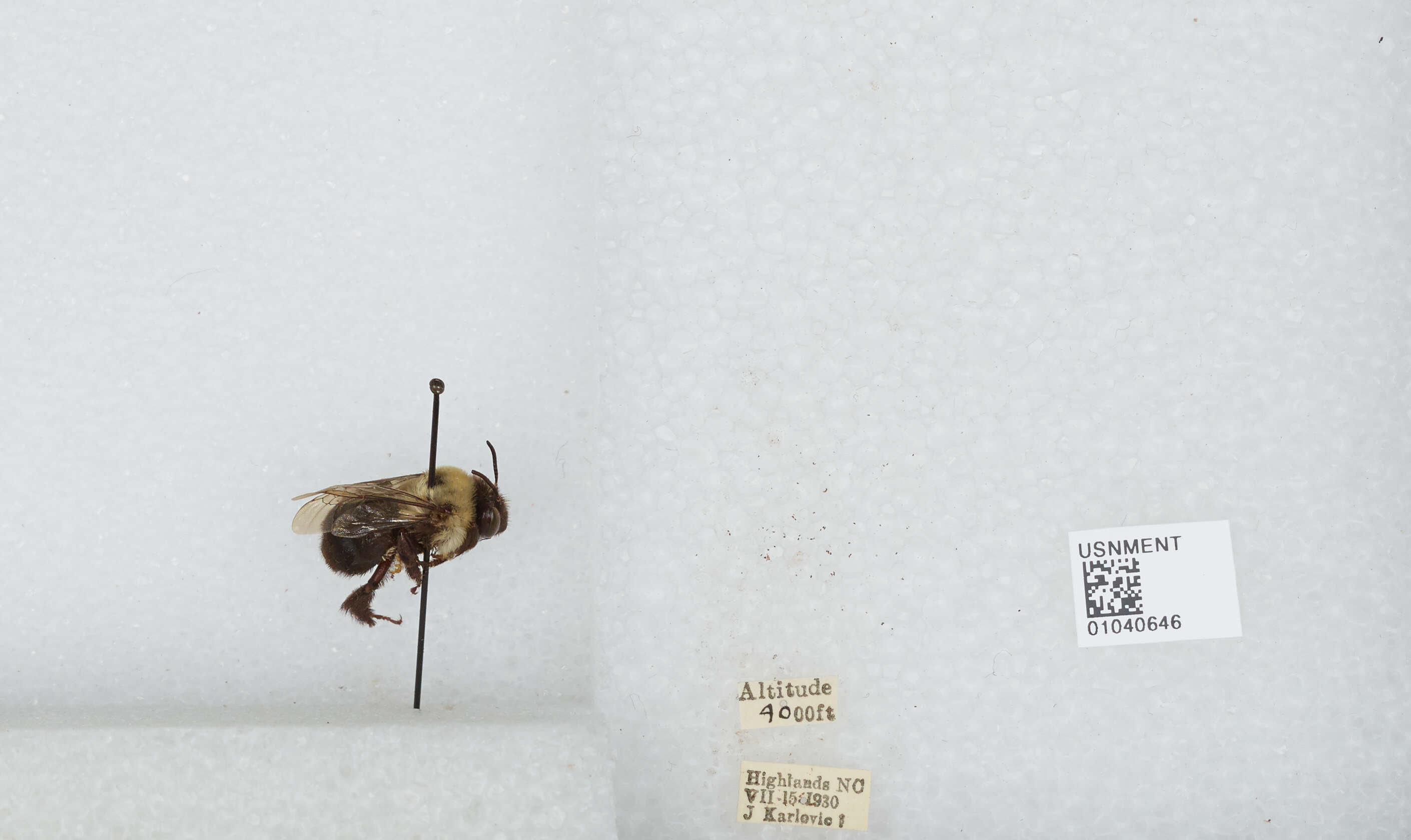 صورة Bombus norvegicus (Sparre-Schneider 1918)