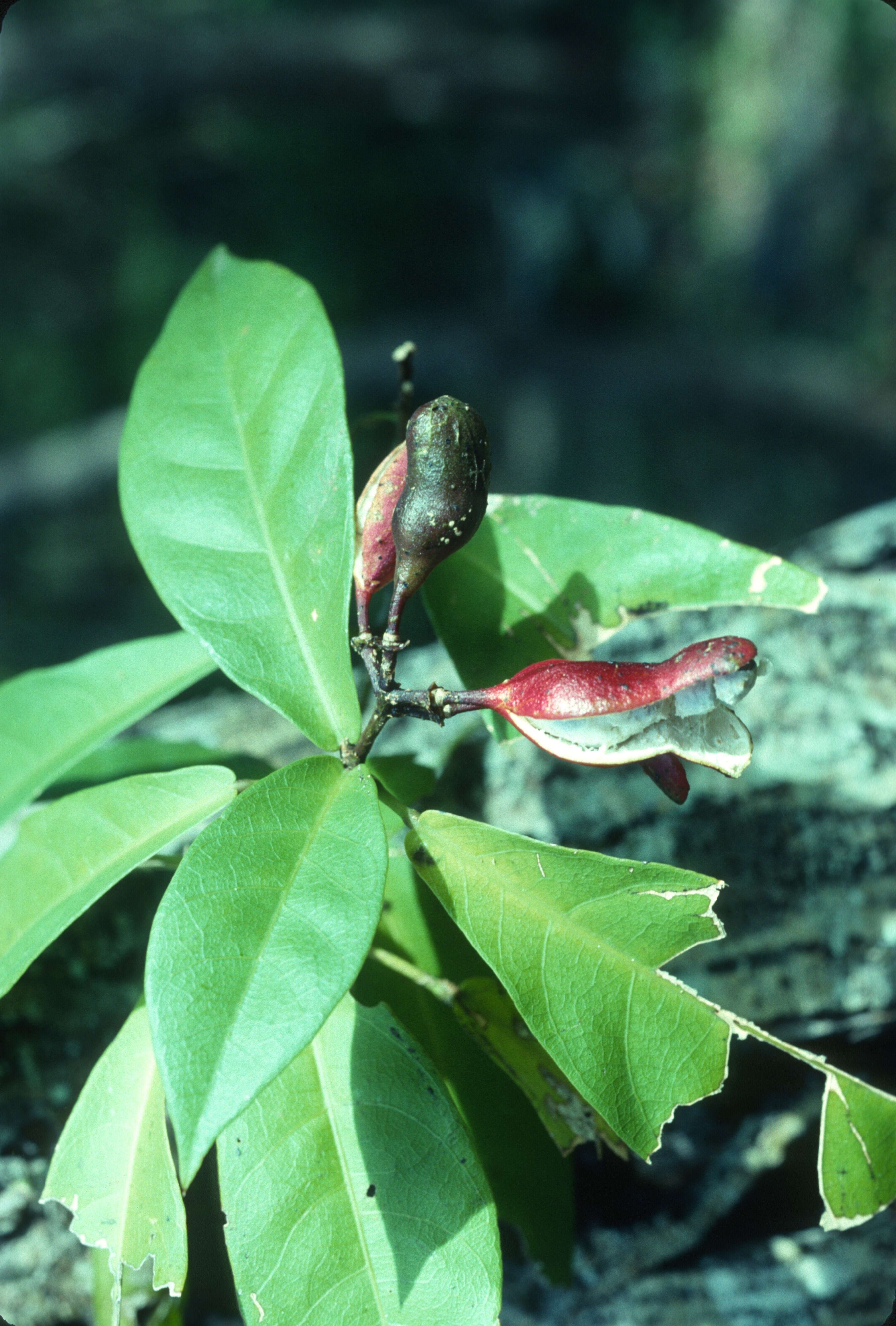 Image of Capparidastrum frondosum (Jacq.) Cornejo & Iltis