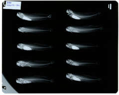 Image of Istiblennius edentulus (Forster & Schneider 1801)