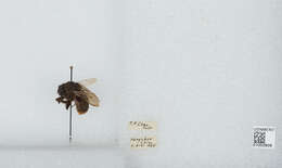 Image of Bombus ignitus Smith 1869