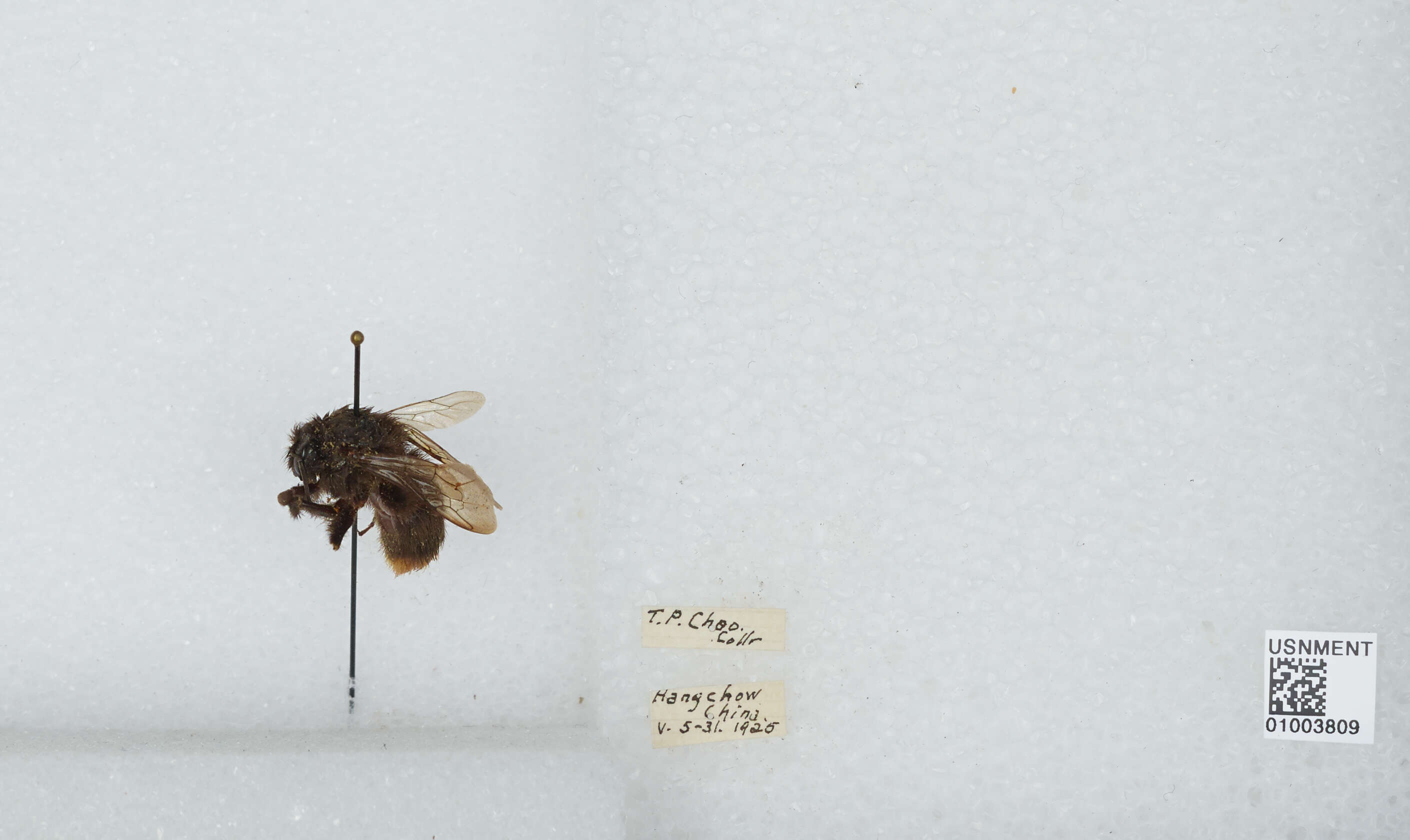 Image of Bombus ignitus Smith 1869