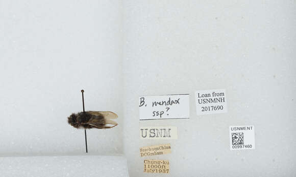 Image of Bombus convexus Wang 1979