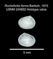 Image of <i>Rochefortia farma</i> Bartsch