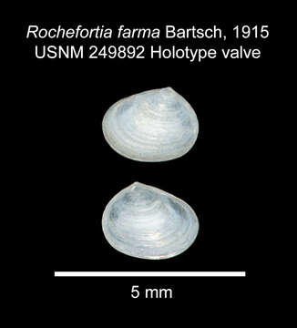 Image of <i>Rochefortia farma</i> Bartsch