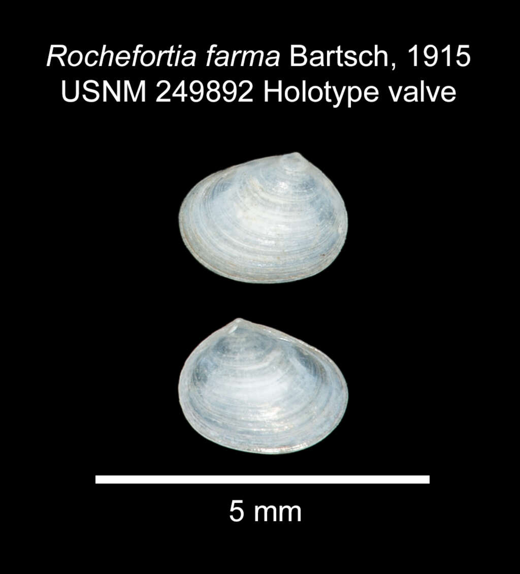 Image of <i>Rochefortia farma</i> Bartsch