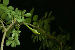 Image of Coursetia robinoides M. Sousa & Lavin 1987